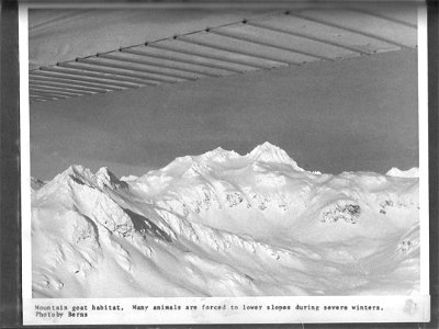 (1968) Mountain Goat Habitat photo