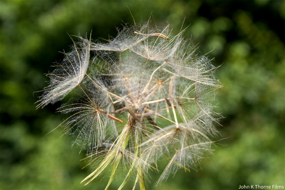Intricate