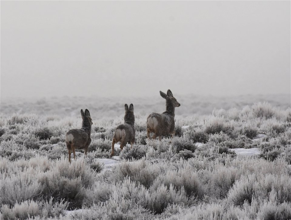 Mule deer at Seedskadee National Wildlife Refuge