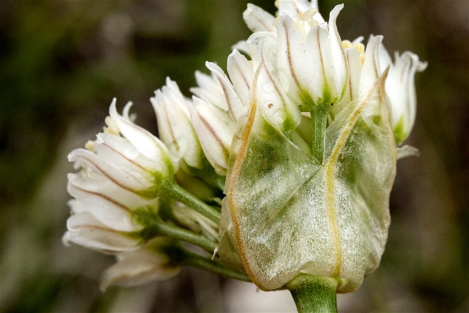Allium textile