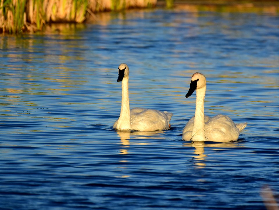 Trumpeter swan at Seedskadee National Wildlife Refuge