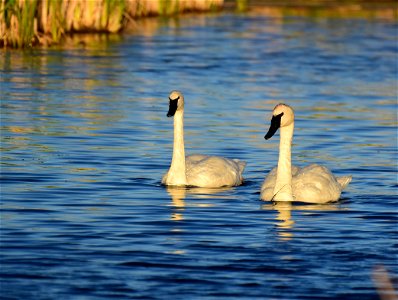 Trumpeter swan at Seedskadee National Wildlife Refuge