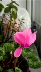 flori_flowers-wife-2023_0216_162202