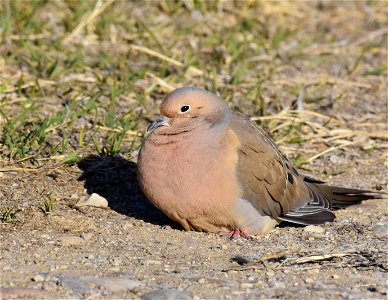 Mourning dove at Seedskadee National Wildlife Refuge