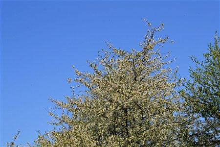 Spring ,April 2023