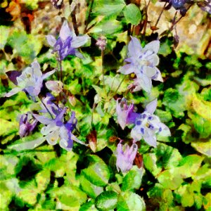 floral_DAP_JoaquinHD Bold