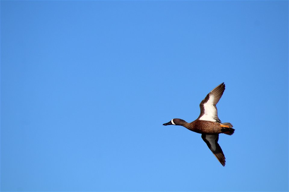Blue-winged Teal Flying Owens Bay Lake Andes National Wildlife Refuge South Dakota
