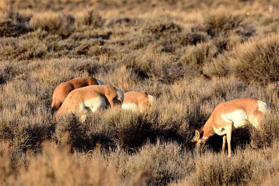 Pronghorn at Seedskadee National Wildlife Refuge