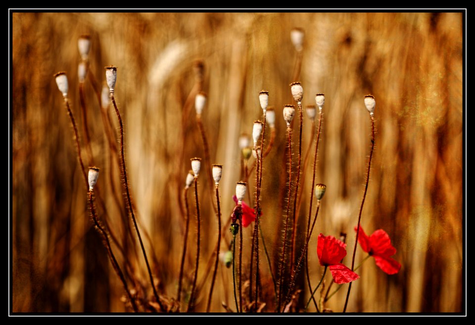 summer wheat field