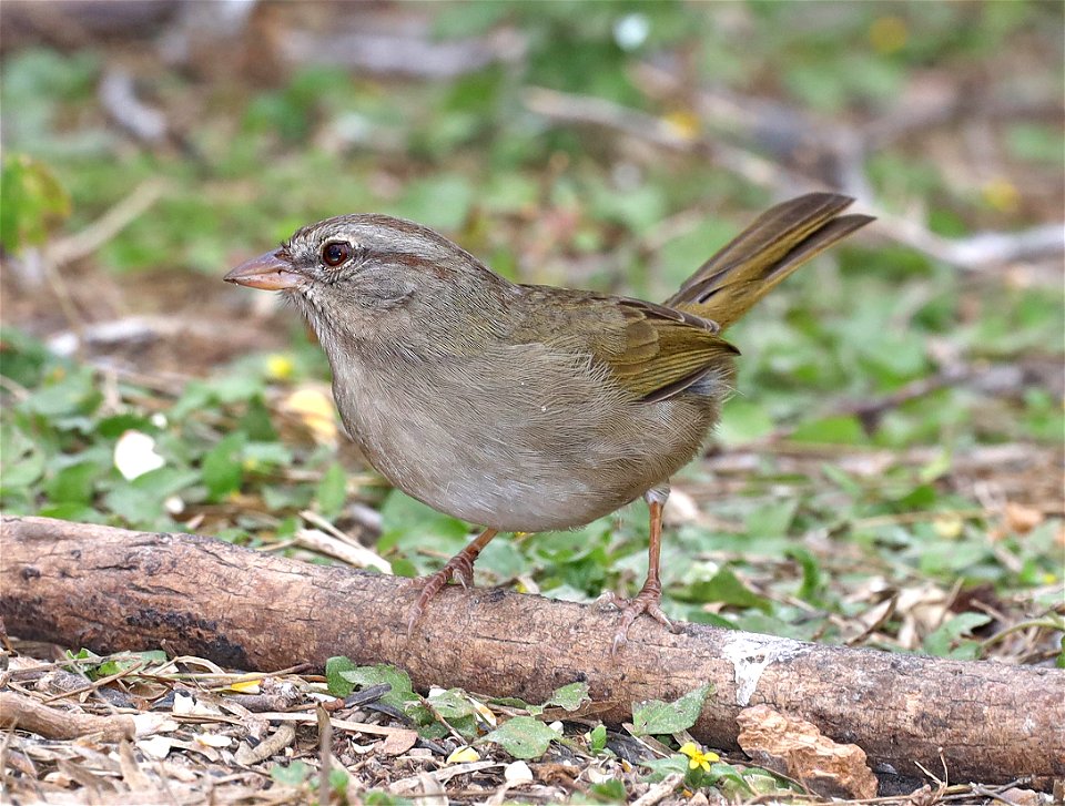 858 - OLIVE SPARROW (01-20-2022) salineno, starr co, tx -02