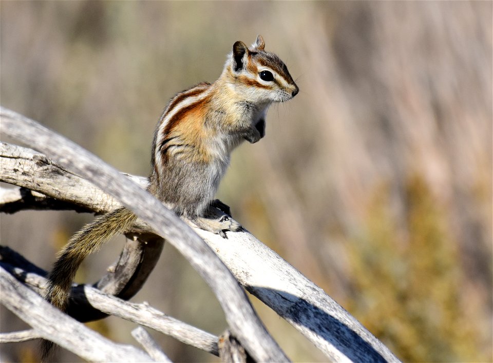 Least Chipmunk at Seedskadee National Wildlife Refuge