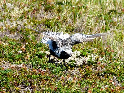 BB Plover distraction display