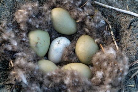 Common Eider Nest photo