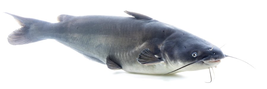 Blue Catfish (Ictalurus furcatus)