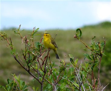 Wilson's warbler photo