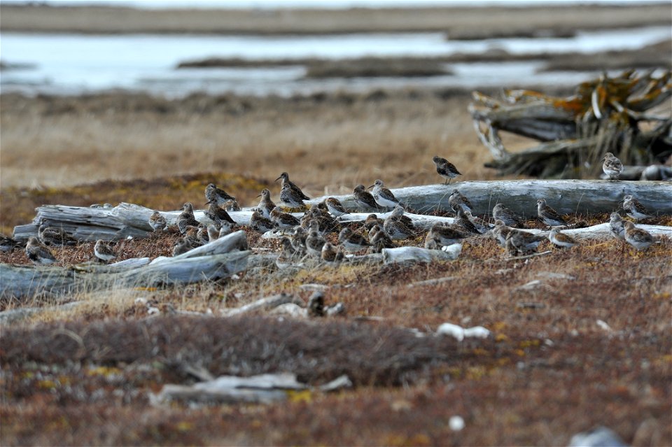 Group of shorebirds