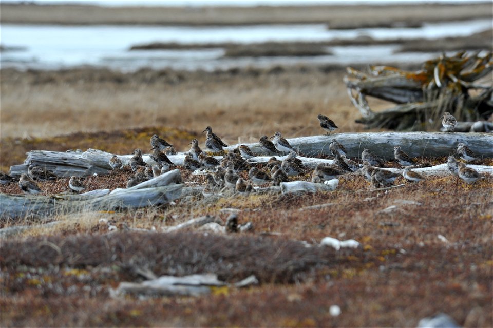 Group of shorebirds photo