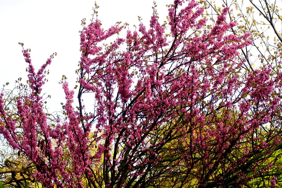 japanes_garden_rain_Herastrau (46)