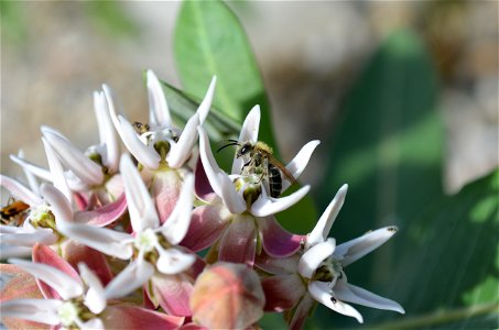 Bee pollinating showy milkweed