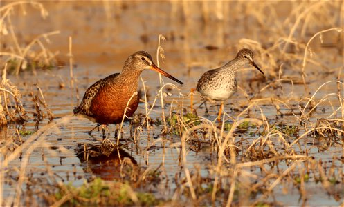Hudsonian Godwit and Greater Yellowlegs Huron Wetland Management District photo