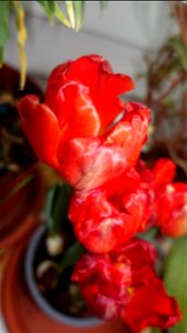 tulips_lalele-2023_0225_133418
