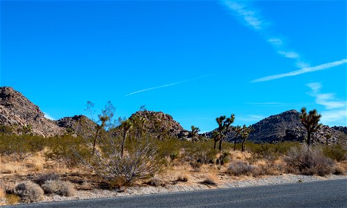 Joshua Tree National Park