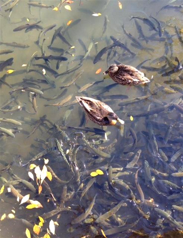 Mallards and Trout at D.C. Booth Historic National Fish Hatchery photo