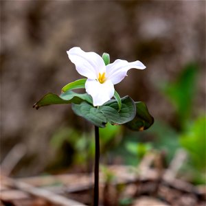 Large-flowered Trillium photo