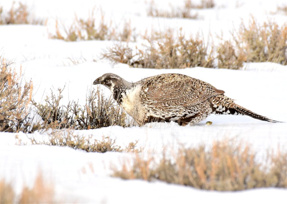 Greater sage-grouse on Seedskadee National Wildlife Refuge