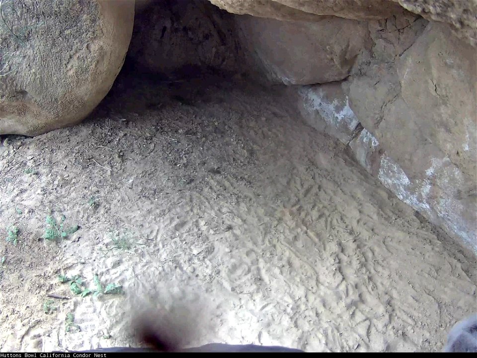 California condor #923 in its nest.