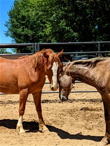 Wild Horse & Burro Adoption at Rancho Murieta