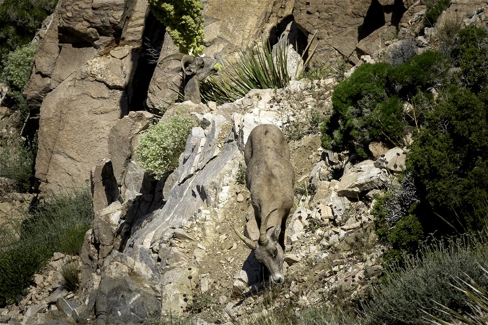 Desert Bighorn sheep (Ovis candensis nelsoni) near Keys View
