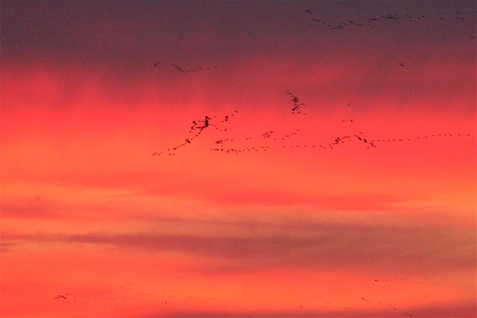 Waterfowl Migration at Sunset on the Huron Wetland Management District