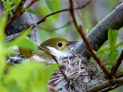 Yellow warbler on nest