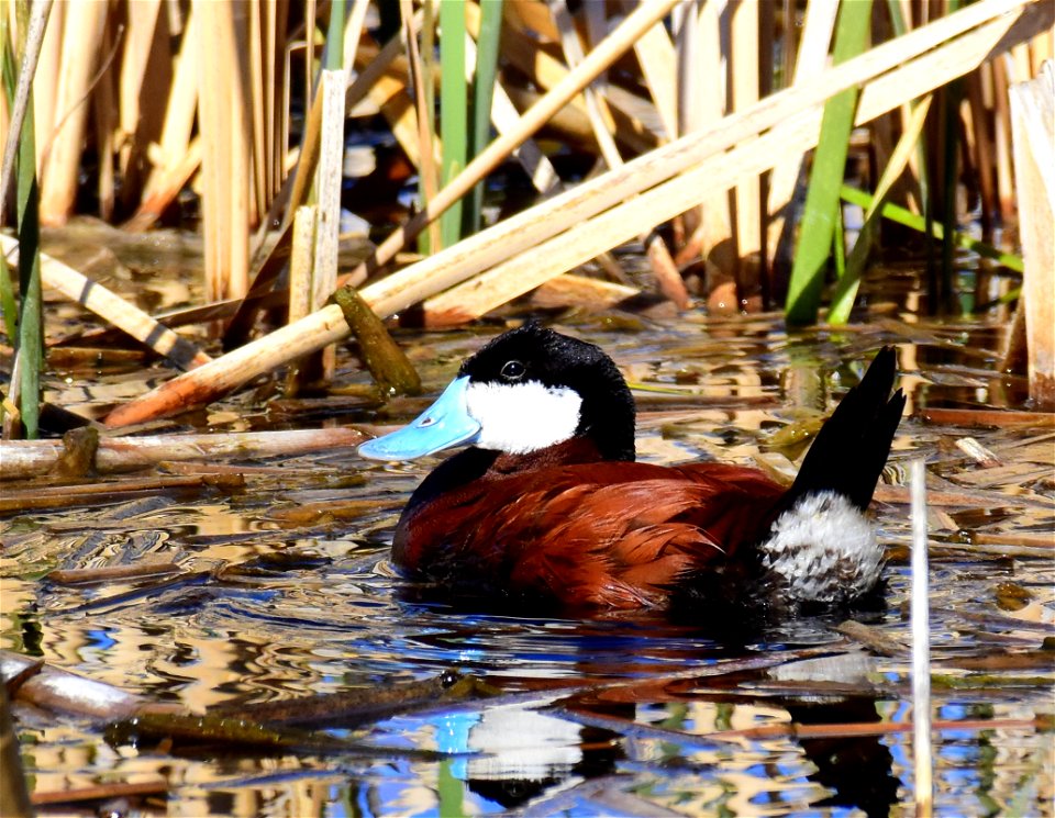 Ruddy duck at Seedskadee National Wildlife Refuge