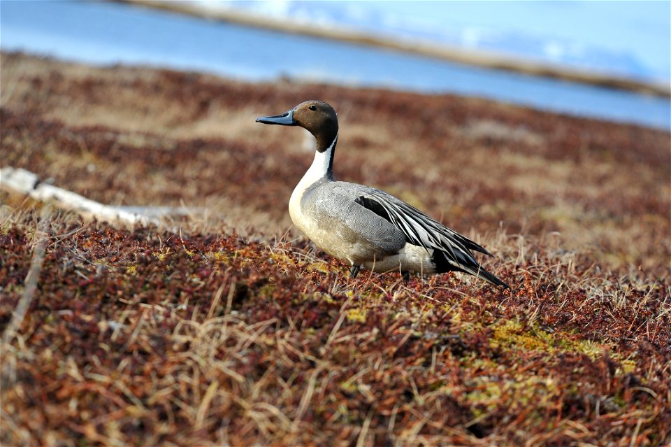 Northern Pintail photo