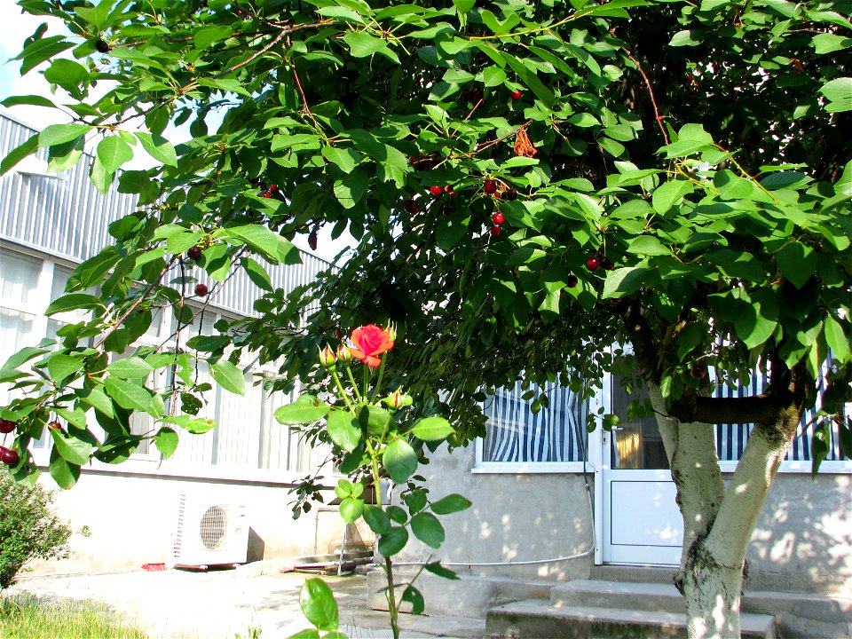 trandaf2009_0623_171244