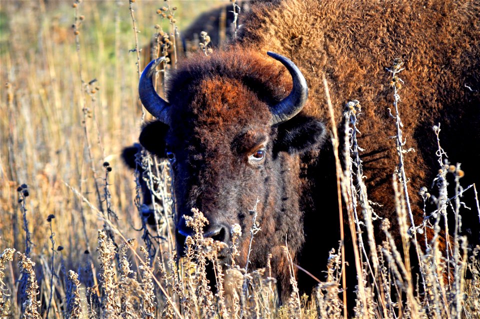 Bison