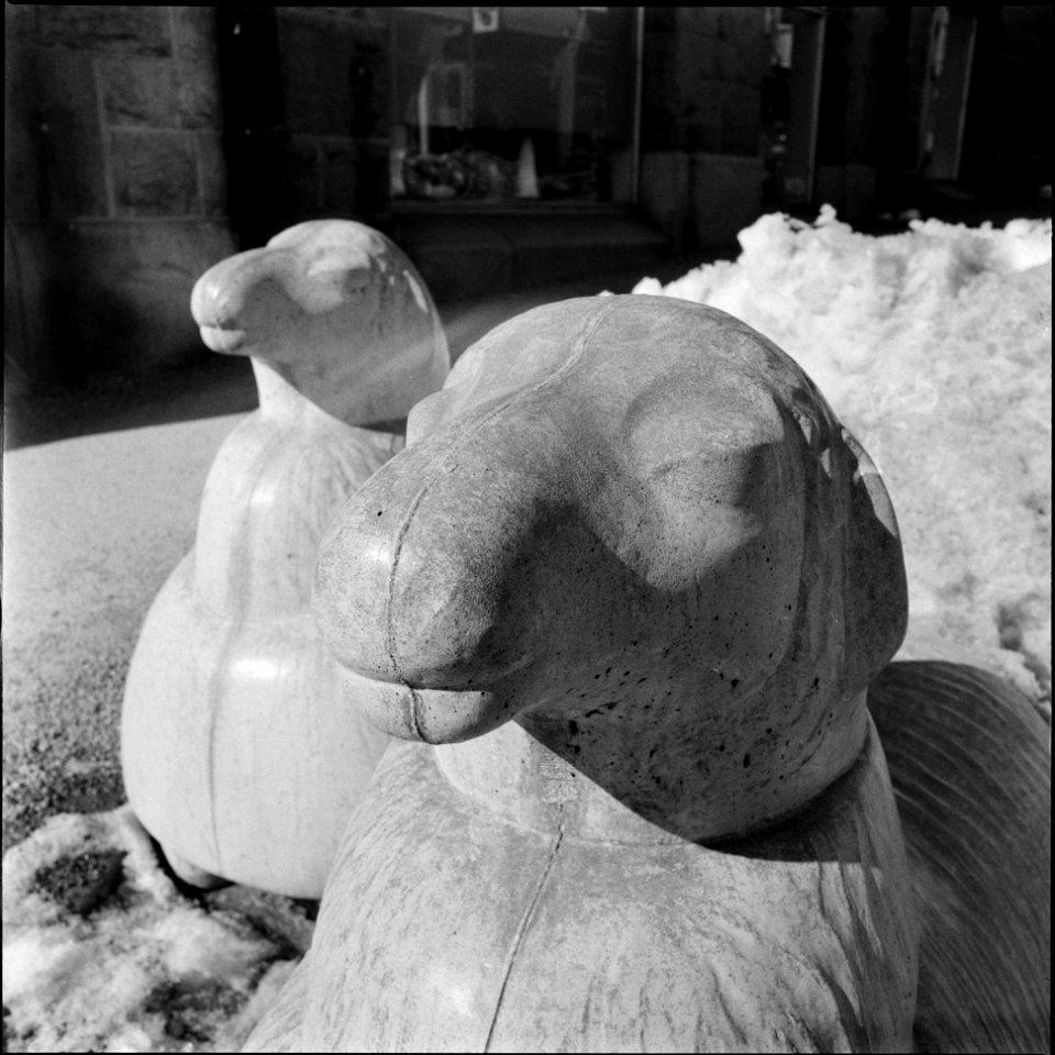 Sheep traffic barrier photo