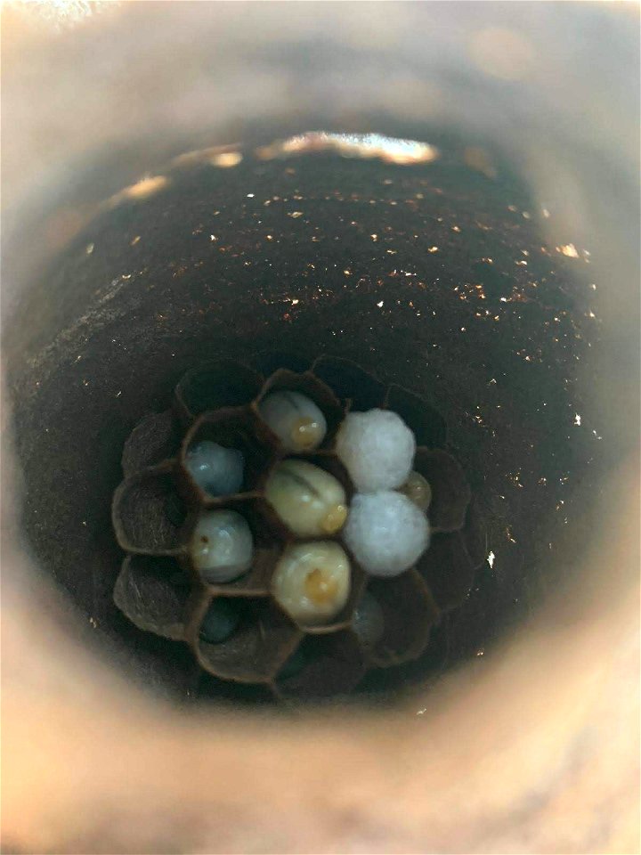 Hornet nest - nid de frelon