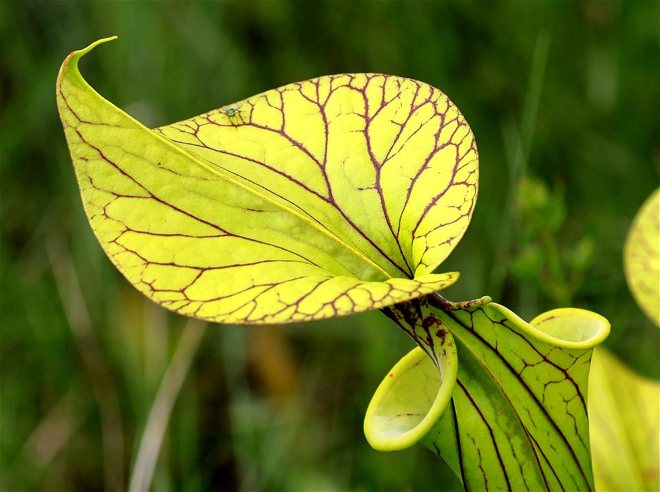NC 25 - YELLOW PITCHER PLANT (Sarracenia flava) (05-20-2023)green swamp ecological area, brunswick co, nc -06