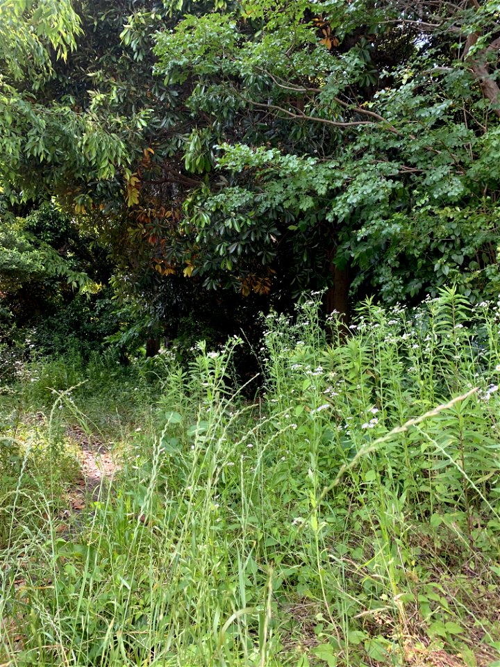 Yaho Green Space in Kunitachi-shi