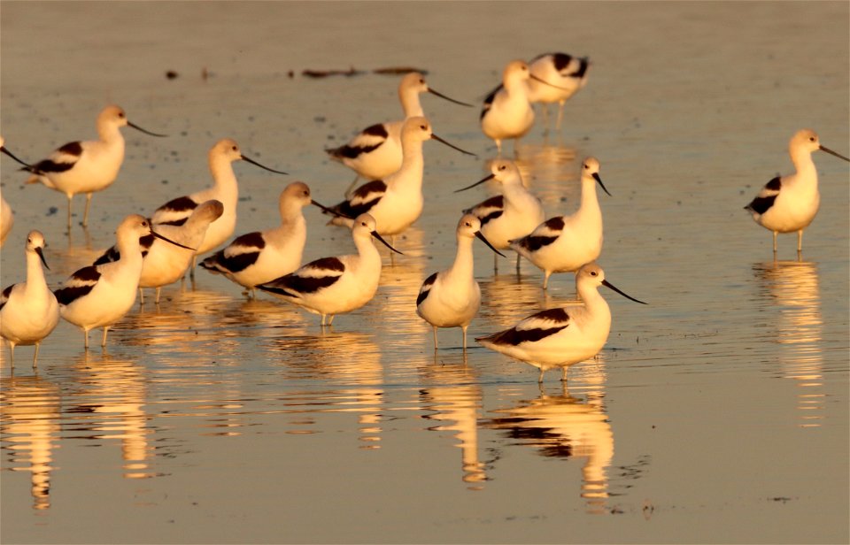 Fall Plumage American Avocets Huron Wetland Management District