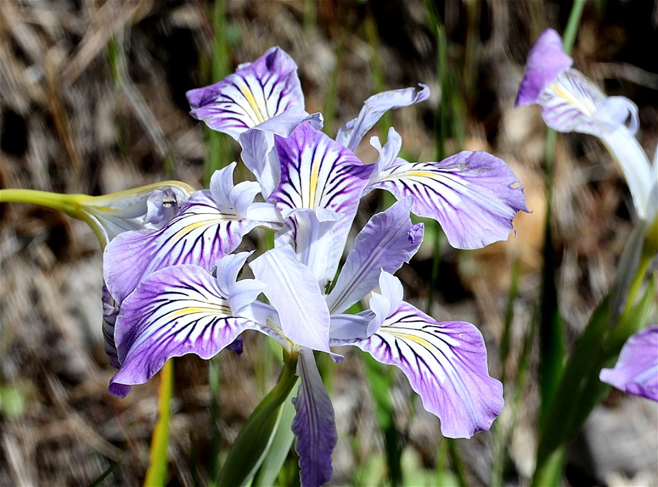 Iris sp (04-06-2022) french hill road, smith river nat rec area, del norte co, ca -01