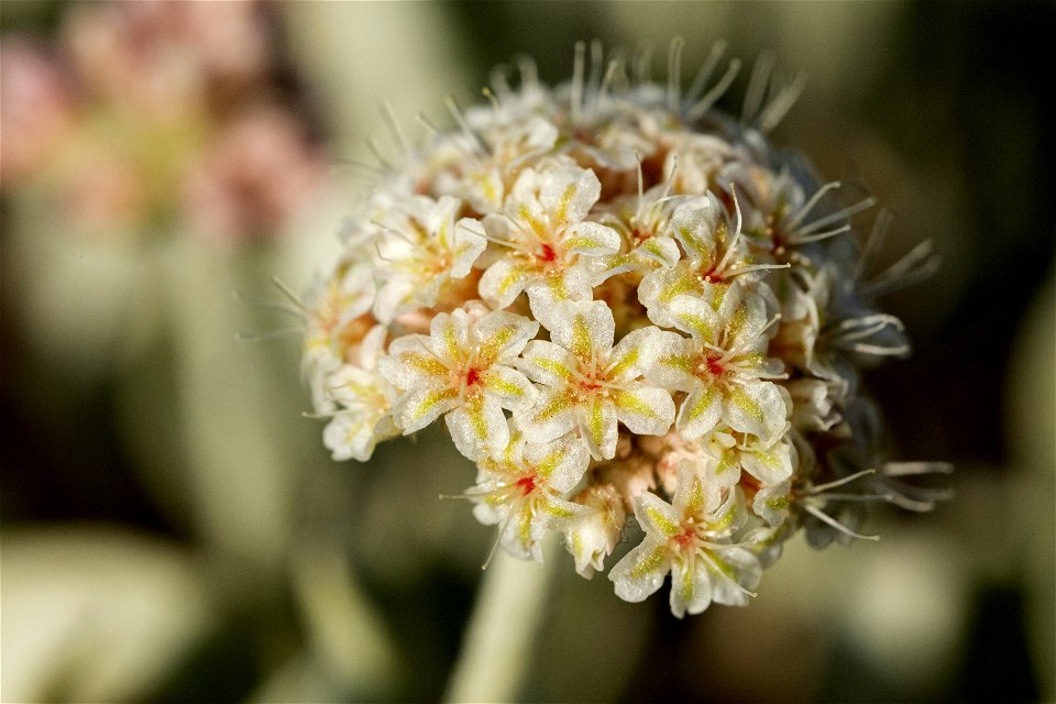 Eriogonum pauciflorum