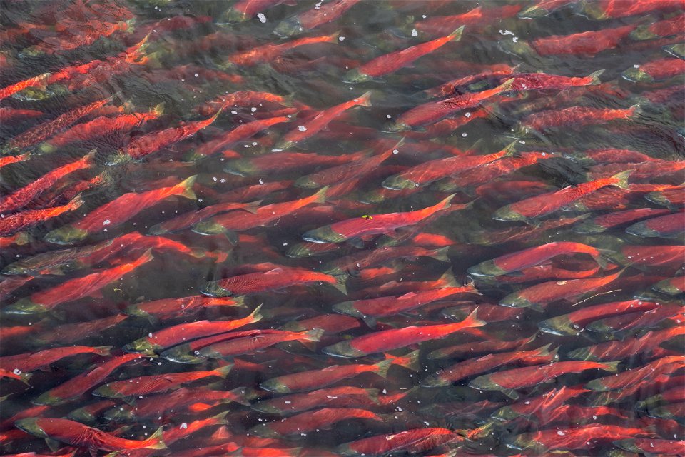 Salmon - NPS/Lian Law