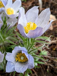 Pasque flowers photo