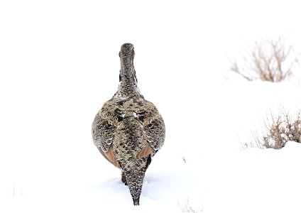 Greater sage-grouse on Seedskadee National Wildlife Refuge