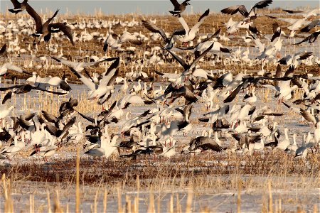 Spring Goose Migration Huron Wetland Management District South Dakota