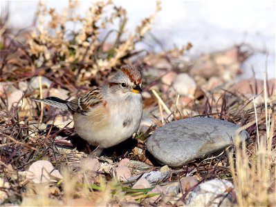 American treee sparrow at Seedskadee National Wildlife Refuge photo